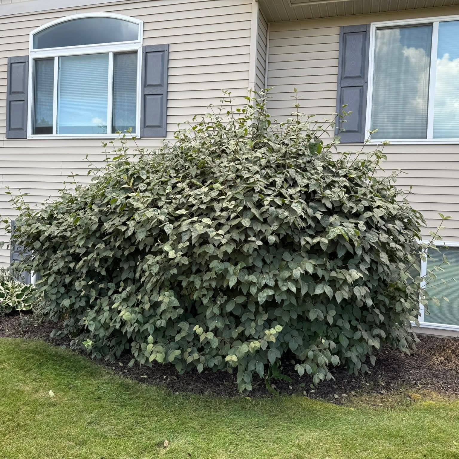 Foundation shrub after landscaping work