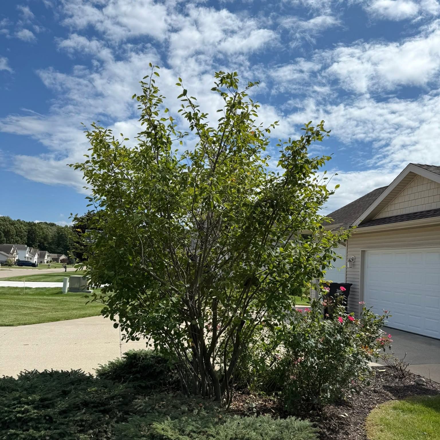 Planted bed beside a driveway and lawn