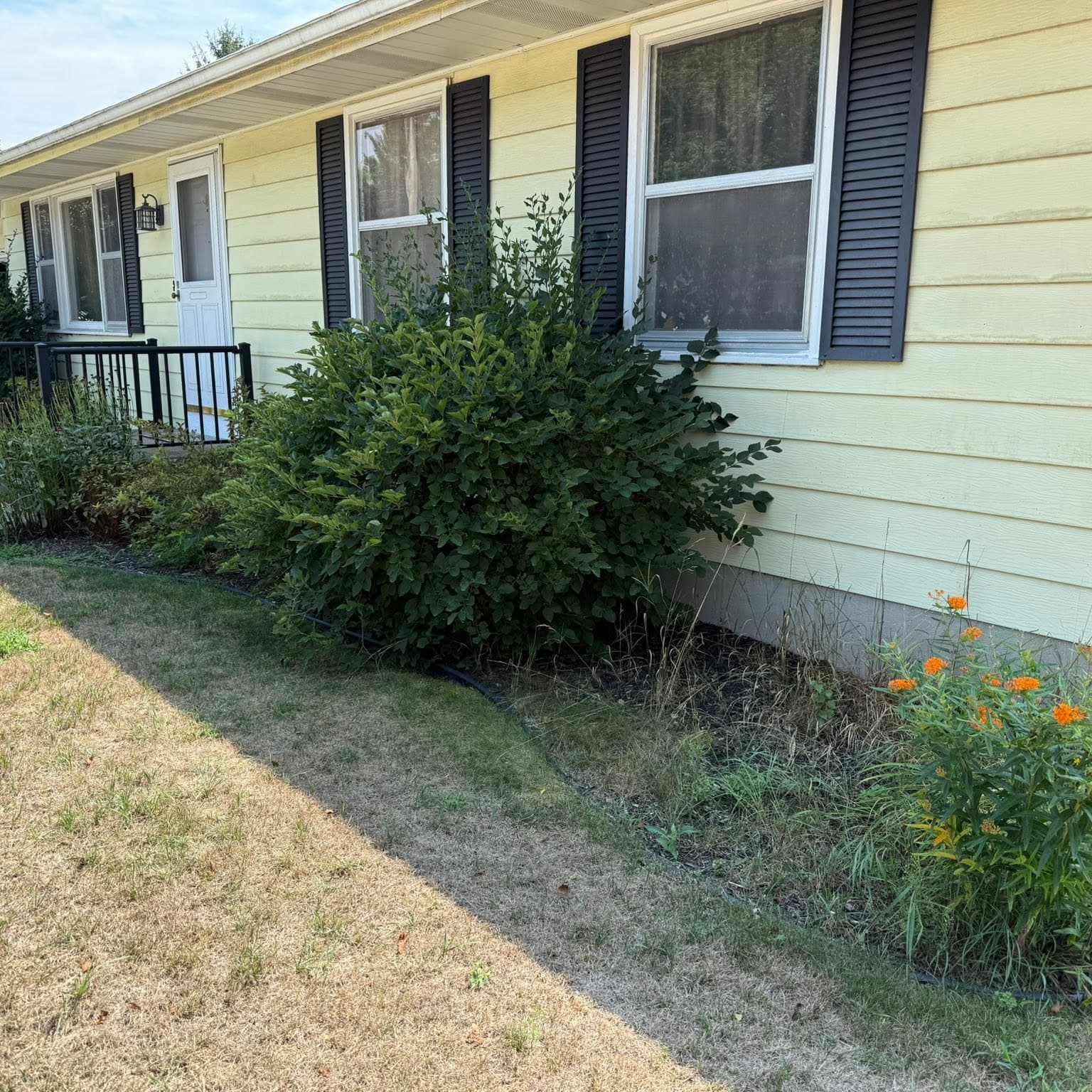 Residential yard that needs seasonal bed and lawn cleanup