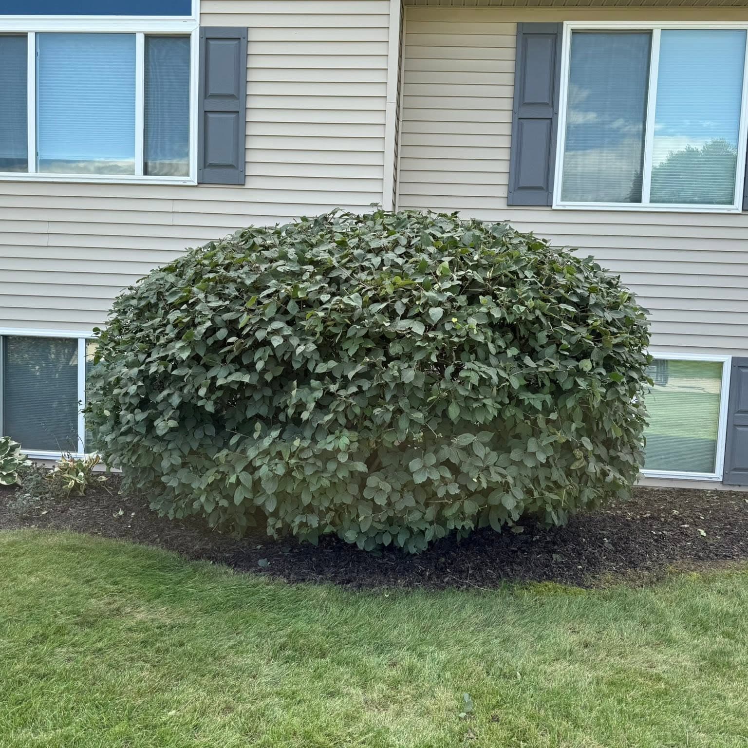 Professionally trimmed rounded shrub in a mulched bed